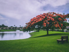 https://www.pexels.com/photo/photo-of-red-flowering-trees-beside-body-of-water-1188214/
