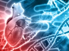 https://www.freepik.com/free-photo/realistic-human-heart_854594.htm#page=1&query=heart%20disease&position=28