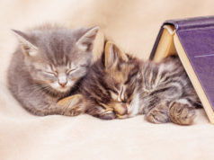 https://www.freepik.com/premium-photo/two-kittens-sleep-well-covered-with-book-break-teaching-sleep_9046906.htm#page=3&query=napping+cats&position=35