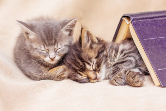 https://www.freepik.com/premium-photo/two-kittens-sleep-well-covered-with-book-break-teaching-sleep_9046906.htm#page=3&query=napping+cats&position=35