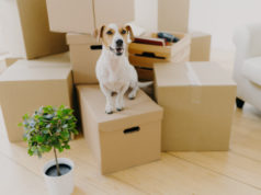 https://www.freepik.com/premium-photo/little-brown-white-jack-russel-terrier-dog-poses-cardboard-boxes_5833506.htm#page=1&query=moving&position=5