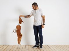 https://www.freepik.com/free-photo/young-brown-white-basenji-dog-is-standing-very-tall-its-rear-paws-as-its-bearded-tattooed-owner-motivates-it-by-offering-it-treat-high-up-air_11898817.htm#page=2&query=dog+treat&position=49