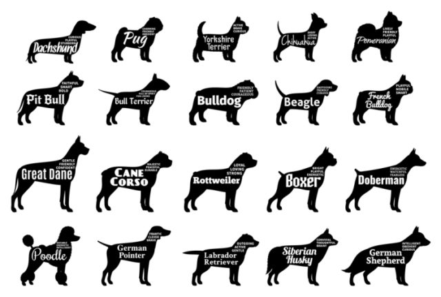 https://www.freepik.com/premium-vector/dog-breeds-silhouettes-with-breeds-names-personality-description_18542139.htm#query=dachshund%20silhouette&position=27&from_view=keyword