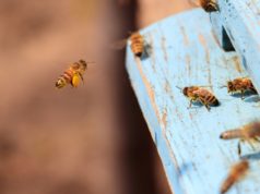https://www.freepik.com/free-photo/closeup-honeybees-flying-blue-painted-wooden-surface-sunlight-daytime_11206415.htm