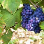 Red pinot noir red wine grapes Burgundy vineyard France.