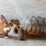 rabbit-turtle-are-discussing-competition_58995-44