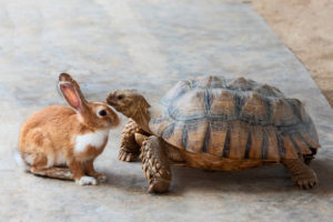 https://www.freepik.com/premium-photo/rabbit-turtle-are-discussing-competition_2734477.htm#page=1&query=hare%20tortoise&position=10