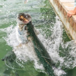Tarpon-Jumping-1024×768