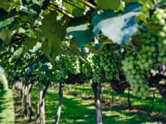 https://www.freepik.com/free-photo/closeup-green-grapes-vineyard-sunlight-with-blurry_8755566.htm?query=tuscany