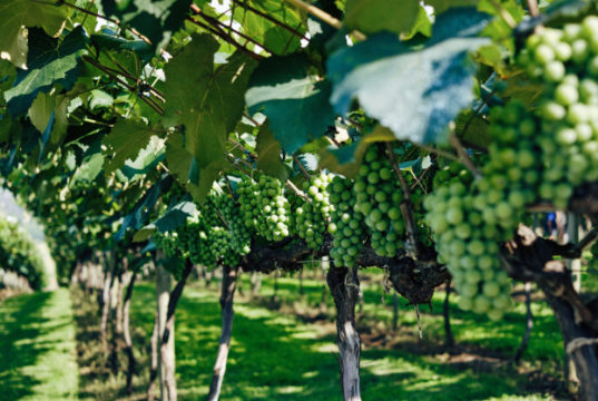 https://www.freepik.com/free-photo/closeup-green-grapes-vineyard-sunlight-with-blurry_8755566.htm?query=tuscany