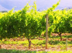 https://www.freepik.com/free-photo/vineyards-plantation-sunny-day_1632167.htm#page=1&query=sunny%20vineyard&position=26