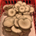 Blue oyster mushrooms, SMF
