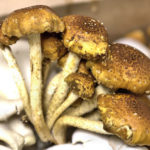 Chestnut mushrooms, SMF