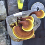 Reishi mushrooms, SMF