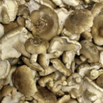 Shitake mushrooms, SMF
