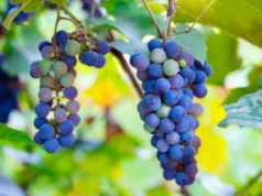 https://www.freepik.com/premium-photo/close-up-bunches-ripe-red-wine-grapes-vine-harvest_9517328.htm#page=1&query=napa%20valley%20wineries&position=12