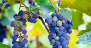 https://www.freepik.com/premium-photo/close-up-bunches-ripe-red-wine-grapes-vine-harvest_9517328.htm#page=1&query=napa%20valley%20wineries&position=12