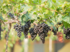 https://www.freepik.com/free-photo/vine-bunch-white-grapes-garden-vineyard_13807827.htm?query=grape%20harvest