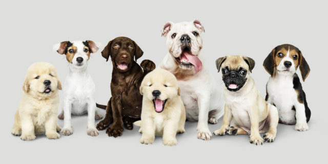 73977 https://www.freepik.com/free-psd/group-portrait-adorable-puppies_3730301.htm#page=1&query=puppies&position=2