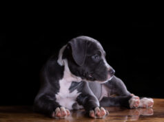https://www.freepik.com/free-photo/american-staffordshire-terrier-puppy-table_5598046.htm#page=1&query=American%20Staffordshire%20Terrier%20&position=32