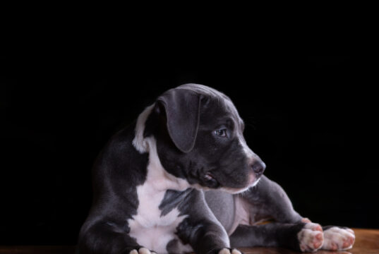 https://www.freepik.com/free-photo/american-staffordshire-terrier-puppy-table_5598046.htm#page=1&query=American%20Staffordshire%20Terrier%20&position=32