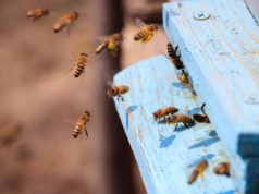 https://www.freepik.com/free-photo/closeup-honeybees-flying-blue-painted-wooden-surface-sunlight-daytime_10809939.htm#page=1&query=bees&position=21