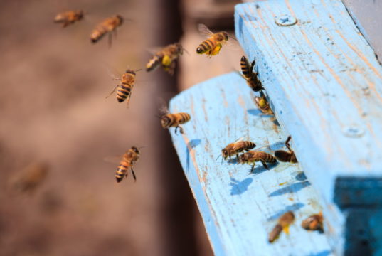 https://www.freepik.com/free-photo/closeup-honeybees-flying-blue-painted-wooden-surface-sunlight-daytime_10809939.htm#page=1&query=bees&position=21