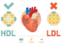 https://www.freepik.com/premium-vector/what-is-lipoprotein_1536213.htm#page=1&query=cholesterol&position=20&from_view=search