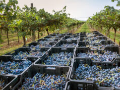 Valpolicella harvest-black-wine-grapes-loaded-plastic-crates-italian-vineyard-rural-winery-receding-high-angle-perspective-fresh-fruit-vines-wine-production-concept.jpg
