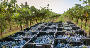 Valpolicella harvest-black-wine-grapes-loaded-plastic-crates-italian-vineyard-rural-winery-receding-high-angle-perspective-fresh-fruit-vines-wine-production-concept.jpg