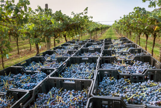 Valpolicella harvest-black-wine-grapes-loaded-plastic-crates-italian-vineyard-rural-winery-receding-high-angle-perspective-fresh-fruit-vines-wine-production-concept.jpg