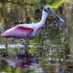 Roseate Spoonbill