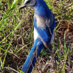 Scrub Jay