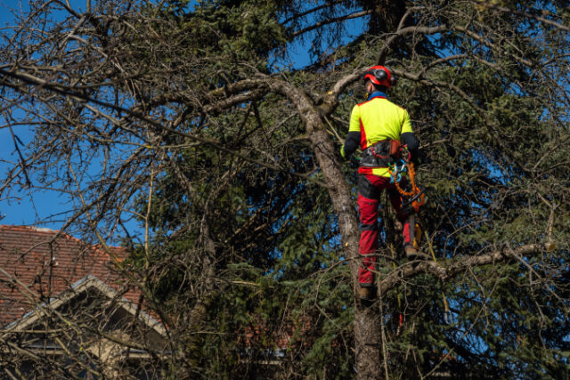 man-pruning-tree-tops-using-saw-lumberjack-wearing-protection-gear-sawing-branches https://www.freepik.com/premium-photo/man-pruning-tree-tops-using-saw-lumberjack-wearing-protection-gear-sawing-branches_13218054.htm?query=tree%20trimmer