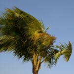 closeup image of upper part of coconut tree blown by strong wind.