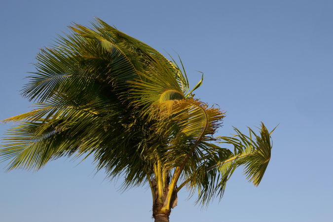 Asset ID: SBI-300145563