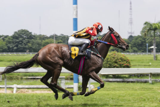 https://www.freepik.com/premium-photo/race-horse-jockey-jumping-hurdle_3849965.htm#query=horse%20racing&position=26&from_view=search