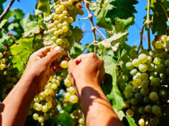 https://www.freepik.com/premium-photo/woman-holding-bunch-fresh-ripe-juicy-grapes-vineyard-close-up_21333936.htm#query=California%20vineyards&position=20&from_view=search