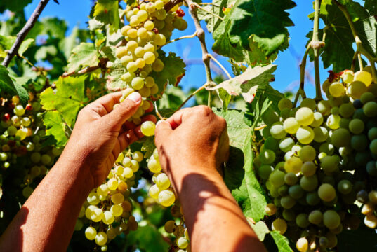https://www.freepik.com/premium-photo/woman-holding-bunch-fresh-ripe-juicy-grapes-vineyard-close-up_21333936.htm#query=California%20vineyards&position=20&from_view=search