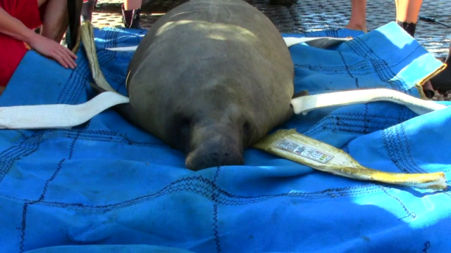 Manatee