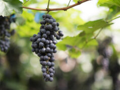 https://www.freepik.com/free-photo/grape-harvest-farm_3927694.htm#query=vineyard%20field%20wine&position=7&from_view=search