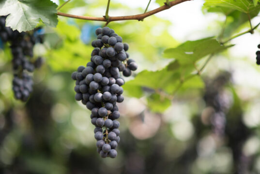 https://www.freepik.com/free-photo/grape-harvest-farm_3927694.htm#query=vineyard%20field%20wine&position=7&from_view=search