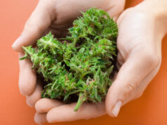 https://www.vecteezy.com/photo/2186833-cannabis-buds-in-hands