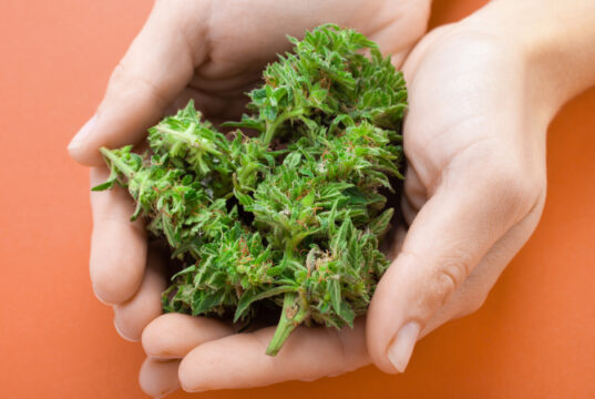 https://www.vecteezy.com/photo/2186833-cannabis-buds-in-hands