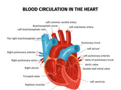 https://www.freepik.com/free-vector/anatomy-heart-circulation-blood-composition-with-editable-text-captions-pointing-different-parts-human-heart_15075798.htm#query=human%20heart&position=10&from_view=search