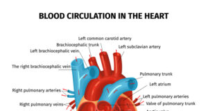 https://www.freepik.com/free-vector/anatomy-heart-circulation-blood-composition-with-editable-text-captions-pointing-different-parts-human-heart_15075798.htm#query=human%20heart&position=10&from_view=search