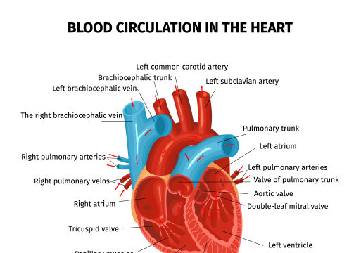 https://www.freepik.com/free-vector/anatomy-heart-circulation-blood-composition-with-editable-text-captions-pointing-different-parts-human-heart_15075798.htm#query=human%20heart&position=10&from_view=search