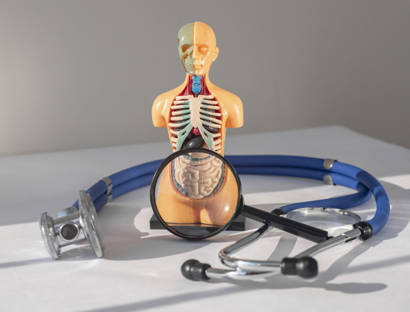 https://www.freepik.com/premium-photo/intestine-colon-medical-check-concept-with-human-body-magnifying-glass_18194278.htm#query=IBD&position=17&from_view=search