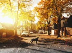 https://www.pexels.com/photo/dog-on-concrete-road-688835/