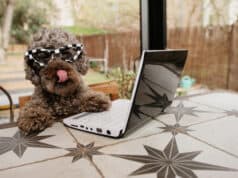 https://www.freepik.com/premium-photo/poodle-dog-working-with-laptop-terrace-outdoors-licking-its-lips-with-tongue_26927537.htm#query=dog%20hotel&position=25&from_view=search